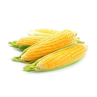 Corn on the cob (Pack of 3)
