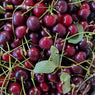 Dark Sour Cherries (Albaloo) 1 lb