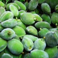 Fresh Green Almond (Choghaleh Badoom) 1 lb