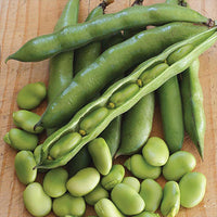 Fresh Fava Beans 1 lb